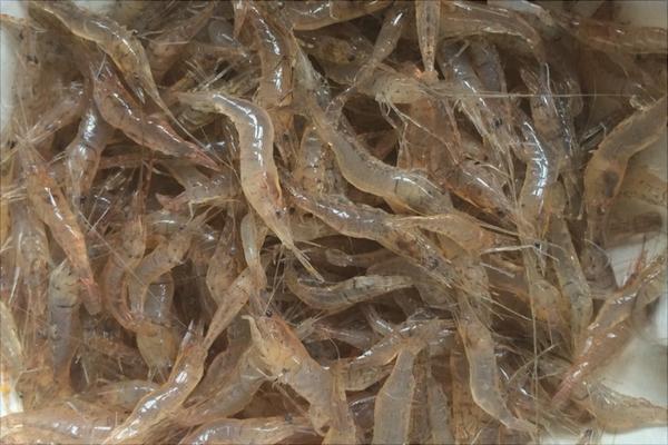 河蝦有寄生蟲嗎？