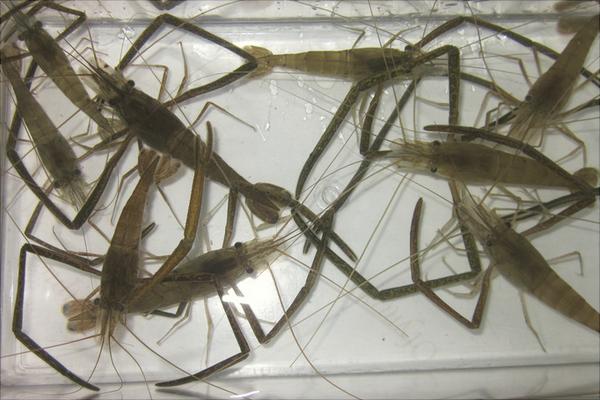 河蝦有寄生蟲嗎？