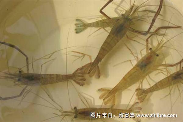 河蝦是發物嗎？