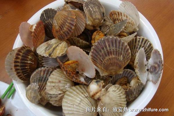 扇貝的營養價值及功效作用