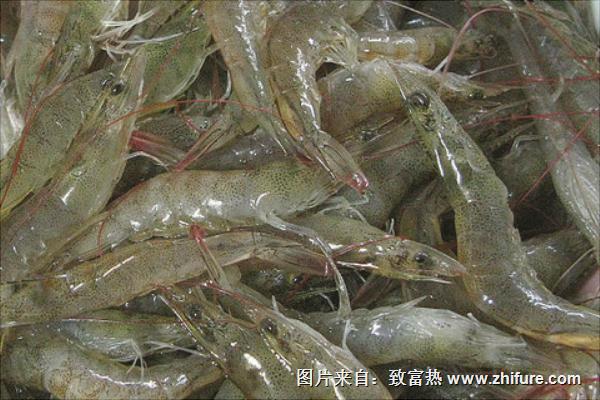 河蝦價格多少錢一斤？