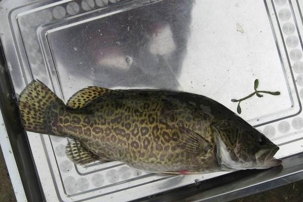 鱖魚和桂魚的區別是什么?