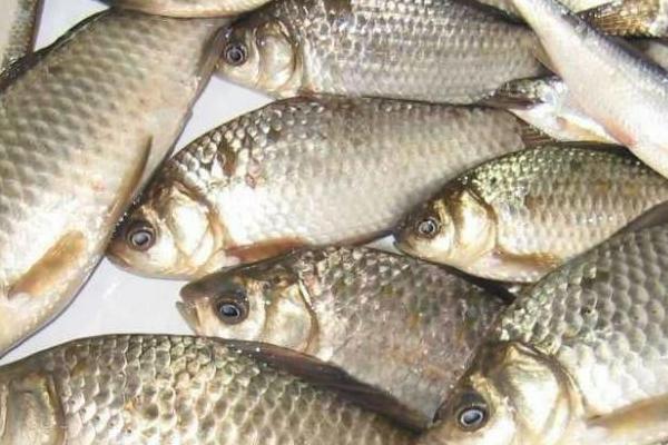 鯽魚湯的功效與作用及禁忌