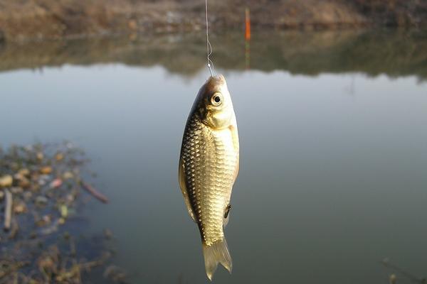 鯽魚最喜歡吃什么餌料食物?
