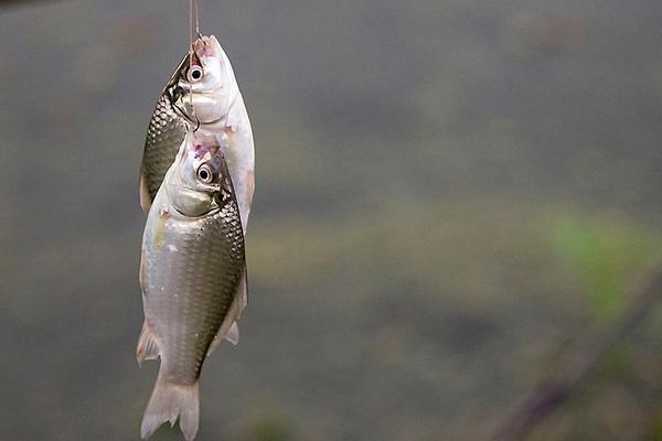 鯽魚最喜歡吃什么餌料食物?