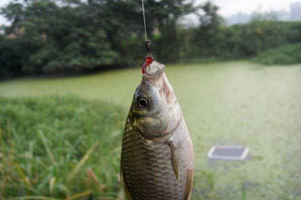 鯽魚最喜歡吃什么餌料食物?