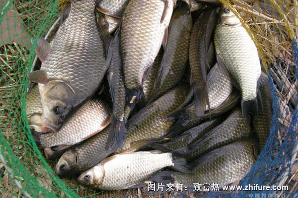鯽魚最喜歡吃什么餌料食物?