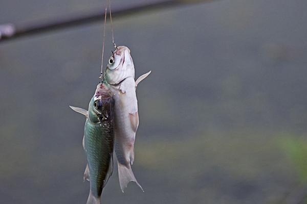 鯽魚最喜歡吃什么餌料食物?