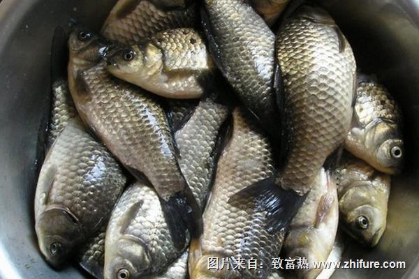 野生鯽魚和養殖鯽魚的區別是什么?