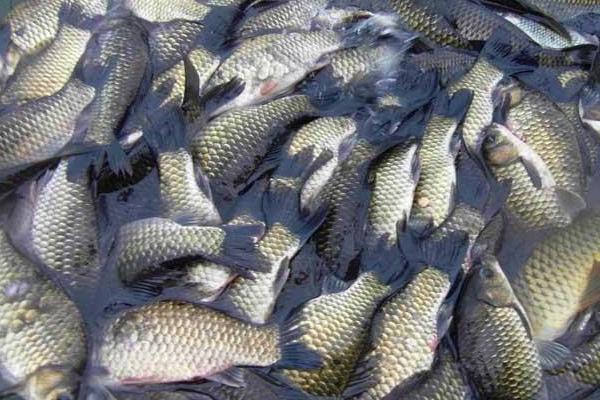 野生鯽魚和養殖鯽魚的區別是什么？