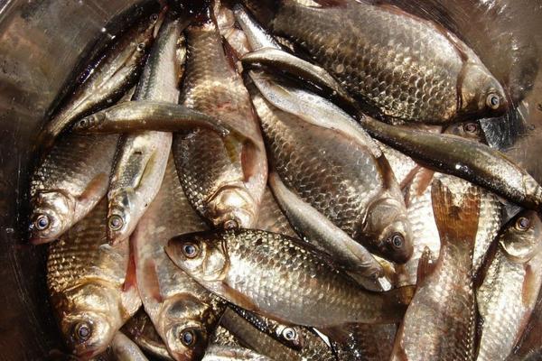 野生鯽魚和養殖鯽魚的區別是什么？