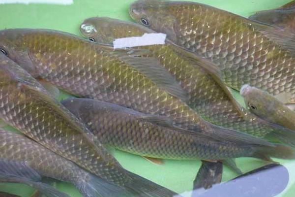 野生鯽魚和養殖鯽魚的區別是什么？