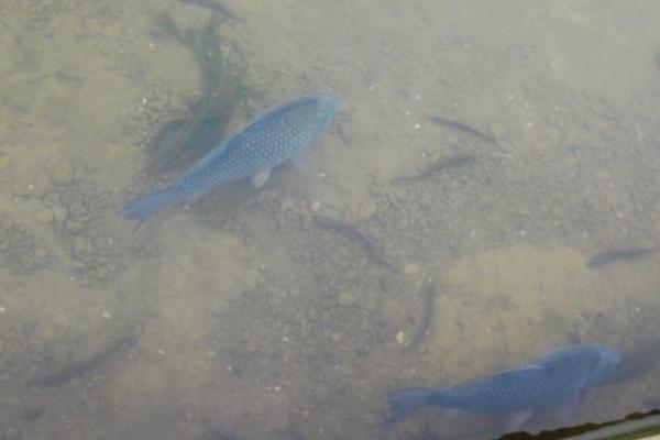 野生鯽魚和養殖鯽魚的區別是什么？