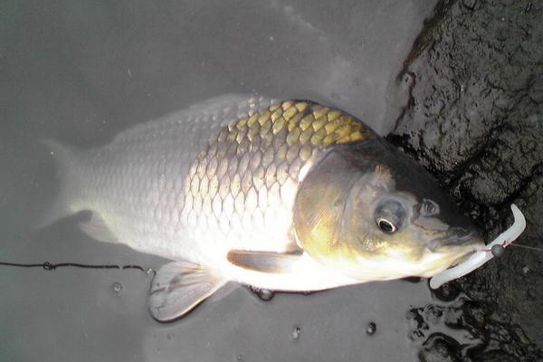 野生鯽魚和養殖鯽魚的區別是什么？