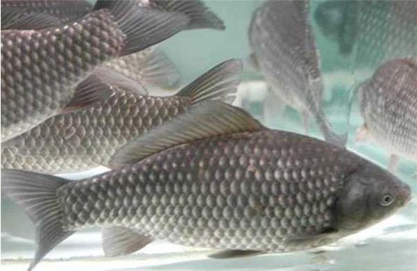 野生鯽魚和養殖鯽魚的區別是什么？