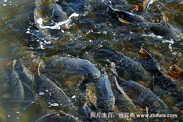 鯉魚魚苗價格多少？