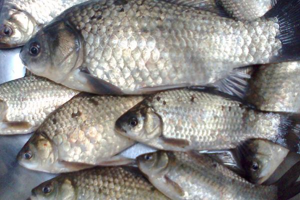 痛風(fēng)可以吃鯽魚(yú)嗎?