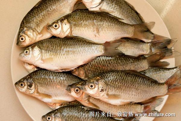 痛風可以吃鯽魚嗎?