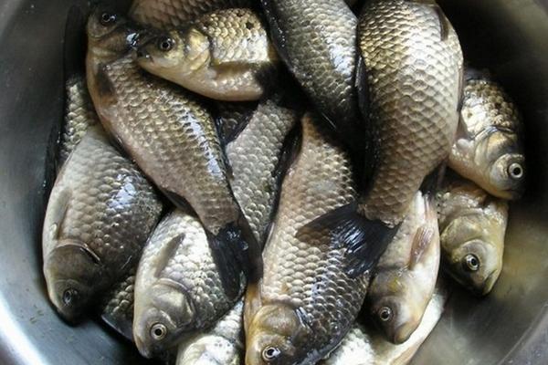 痛風(fēng)可以吃鯽魚(yú)嗎?