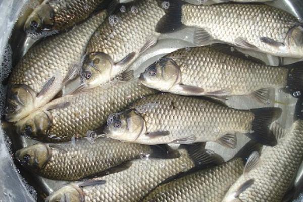 痛風(fēng)可以吃鯽魚(yú)嗎?