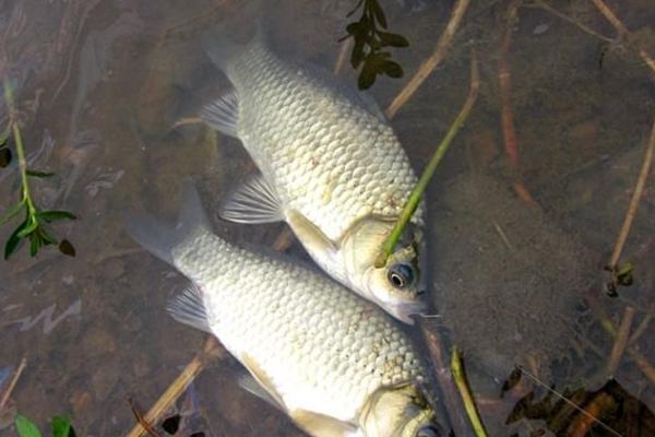 痛風(fēng)可以吃鯽魚(yú)嗎?