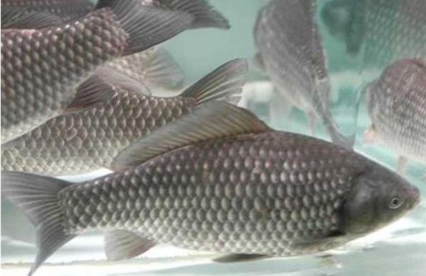 痛風(fēng)可以吃鯽魚(yú)嗎?