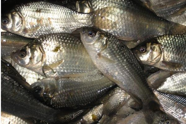 痛風(fēng)可以吃鯽魚(yú)嗎?