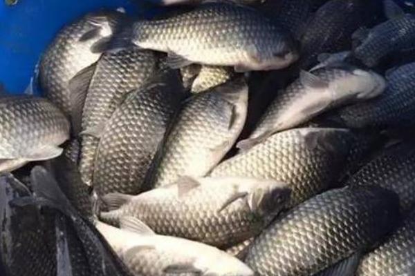 痛風(fēng)可以吃鯽魚(yú)嗎?