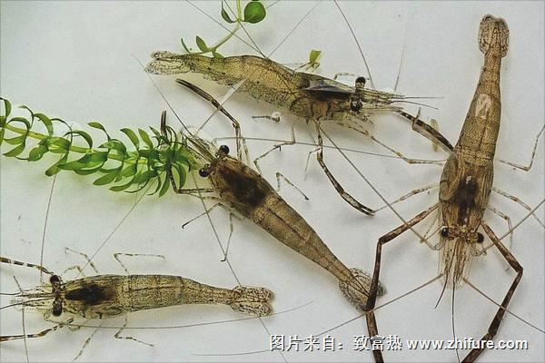 野生河蝦價格多少錢一斤