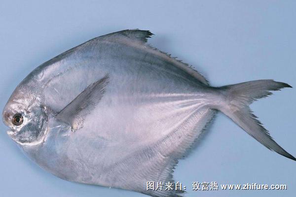 白鯧魚怎么做好吃？