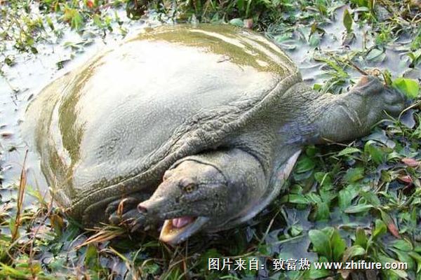 仿野生甲魚養殖方法技術