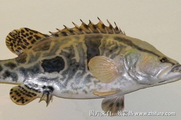 鱖魚價(jià)格多少錢一斤？