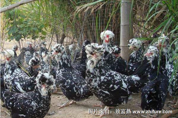 貴妃雞多少錢一只？