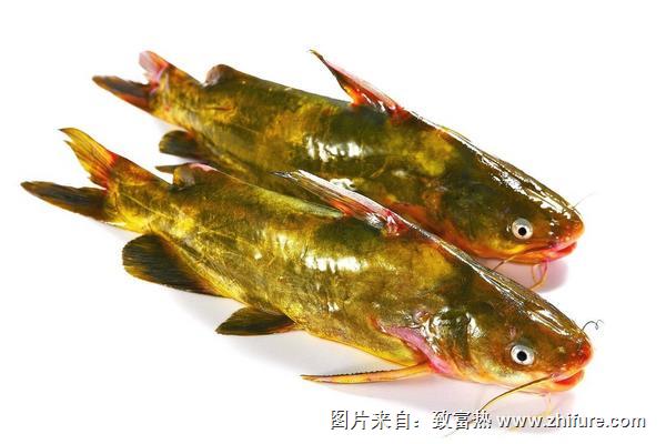 黃顙魚孕婦能吃嗎？