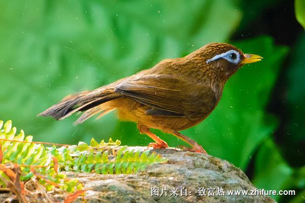 畫眉鳥不叫怎么辦？