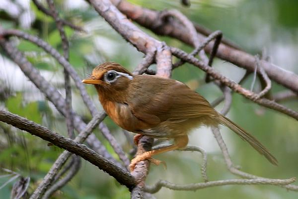畫眉鳥不叫怎么辦？