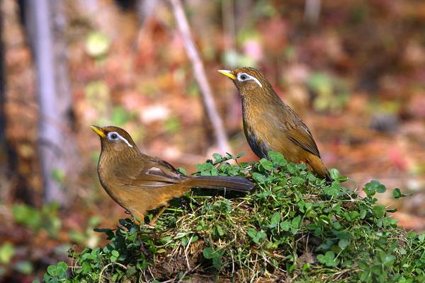 畫眉鳥不叫怎么辦？