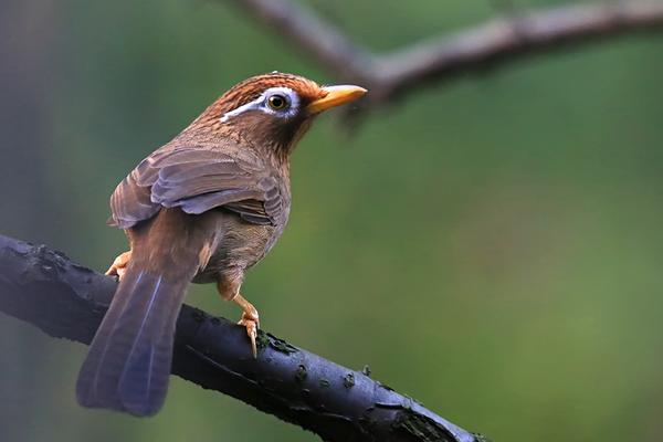 畫眉鳥不叫怎么辦？