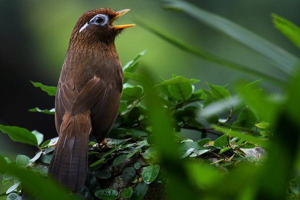 畫眉鳥不叫怎么辦？