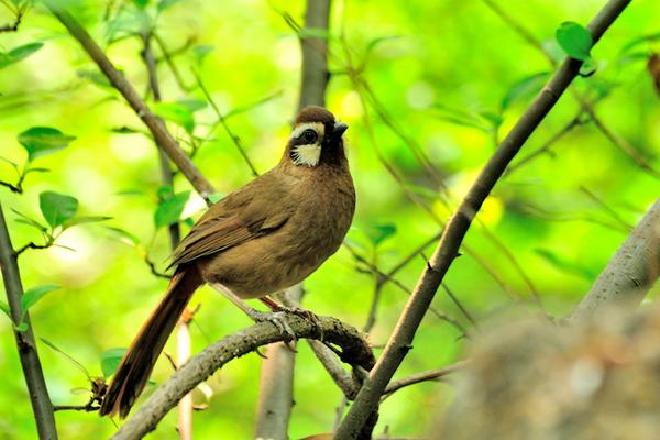 畫眉鳥不叫怎么辦？