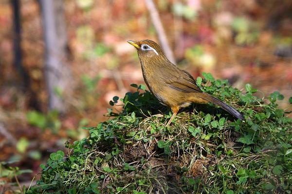畫眉鳥不叫怎么辦？