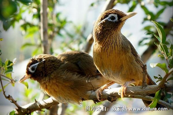 畫眉怎么分公母?