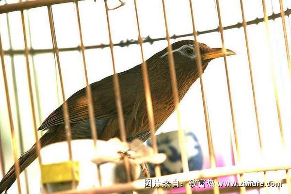 畫眉飼料配方有哪些?