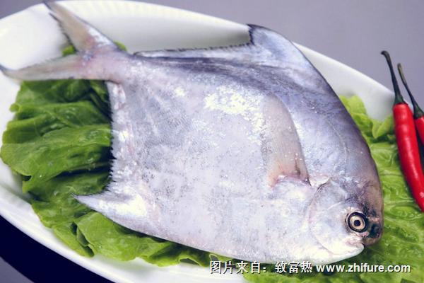 金鯧魚和白鯧魚的區(qū)別是什么？