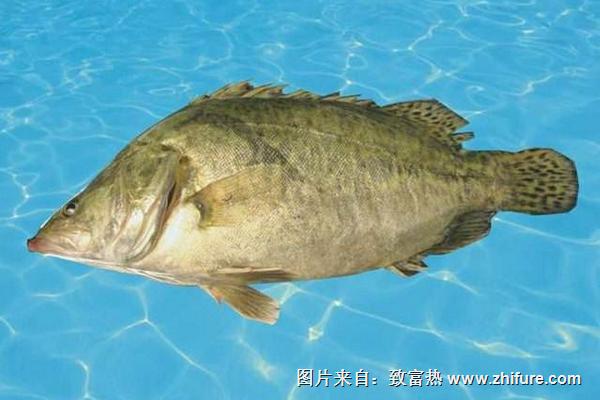鱖魚圖片大全