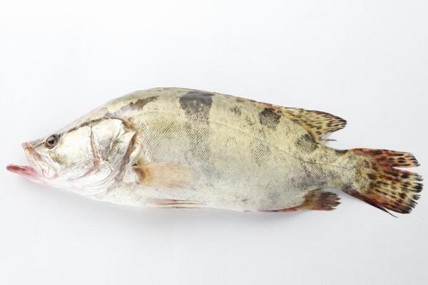 鱖魚圖片大全