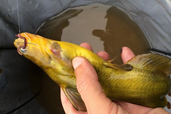 黃顙魚不適合什么人吃?