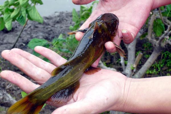 黃顙魚不適合什么人吃?