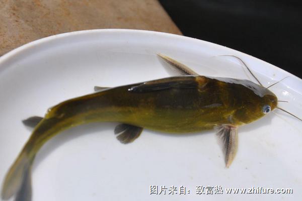 黃顙魚不適合什么人吃？