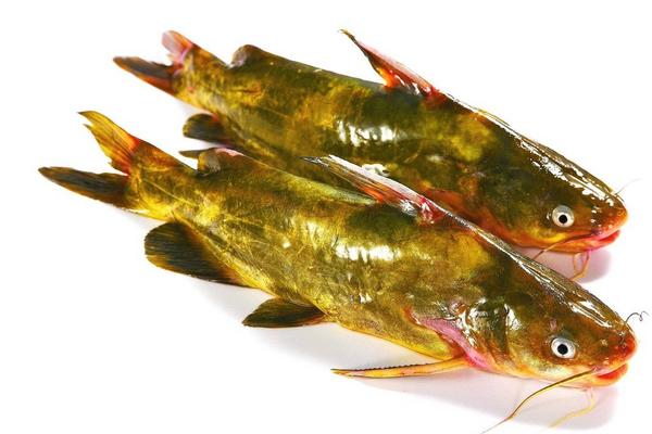 黃顙魚不適合什么人吃?